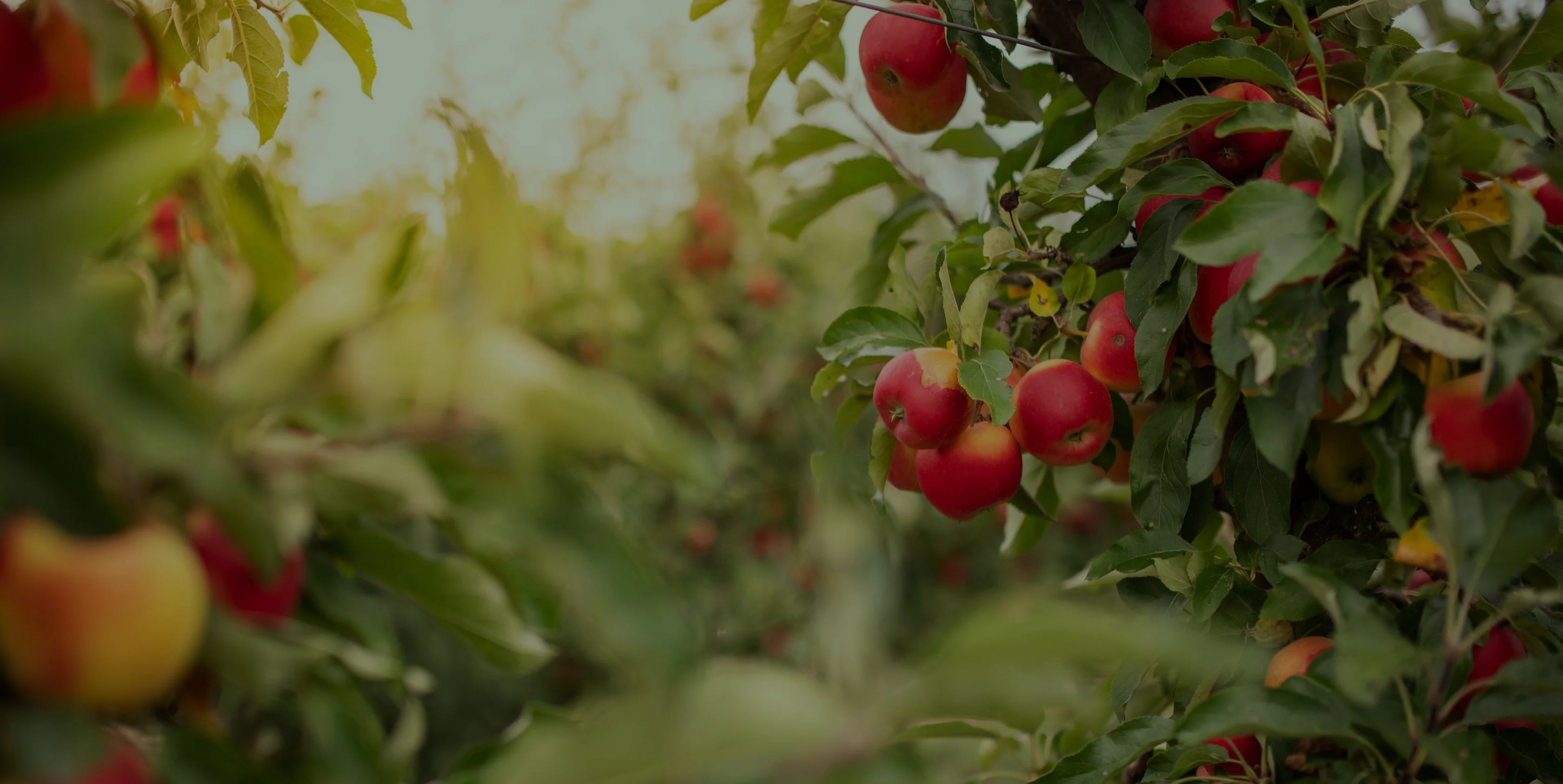 Fresh Picked, Family Traditions